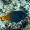 Yellowtail Filefish