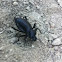 Stink Beetle