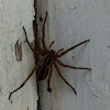 Wood Spider