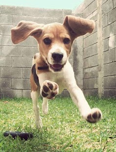 How to mod Beagle Puzzle Game 1.0 unlimited apk for laptop