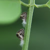 Two-striped Planthopper nymphs