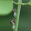 Two-striped Planthopper nymphs