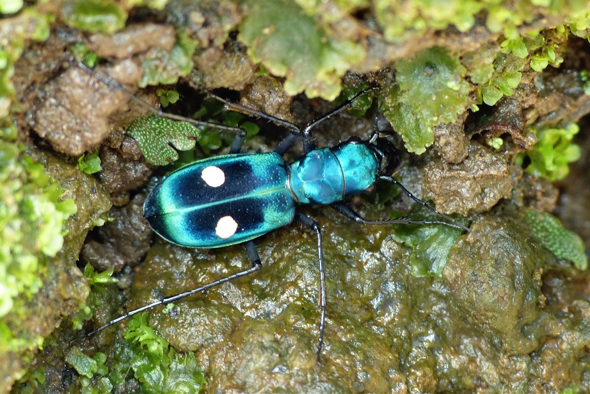 Central American Montane Tiger Beetle