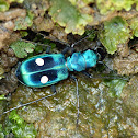 Central American Montane Tiger Beetle