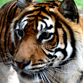 tiger by Maria Ferreira - Animals Lions, Tigers & Big Cats