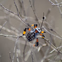 Giant Mesquite Bug