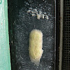 Insects Eggs