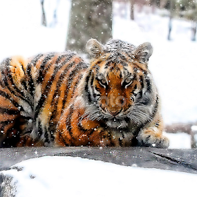 by John Larson - Animals Lions, Tigers & Big Cats