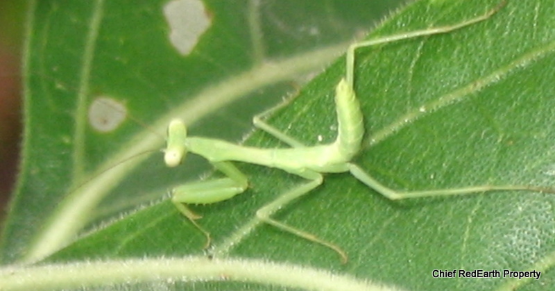 green mantis