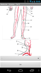 Anatomie - Arterien Screen 3