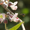 Yucatan native bee