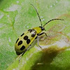 Spotted Cucumber beetle