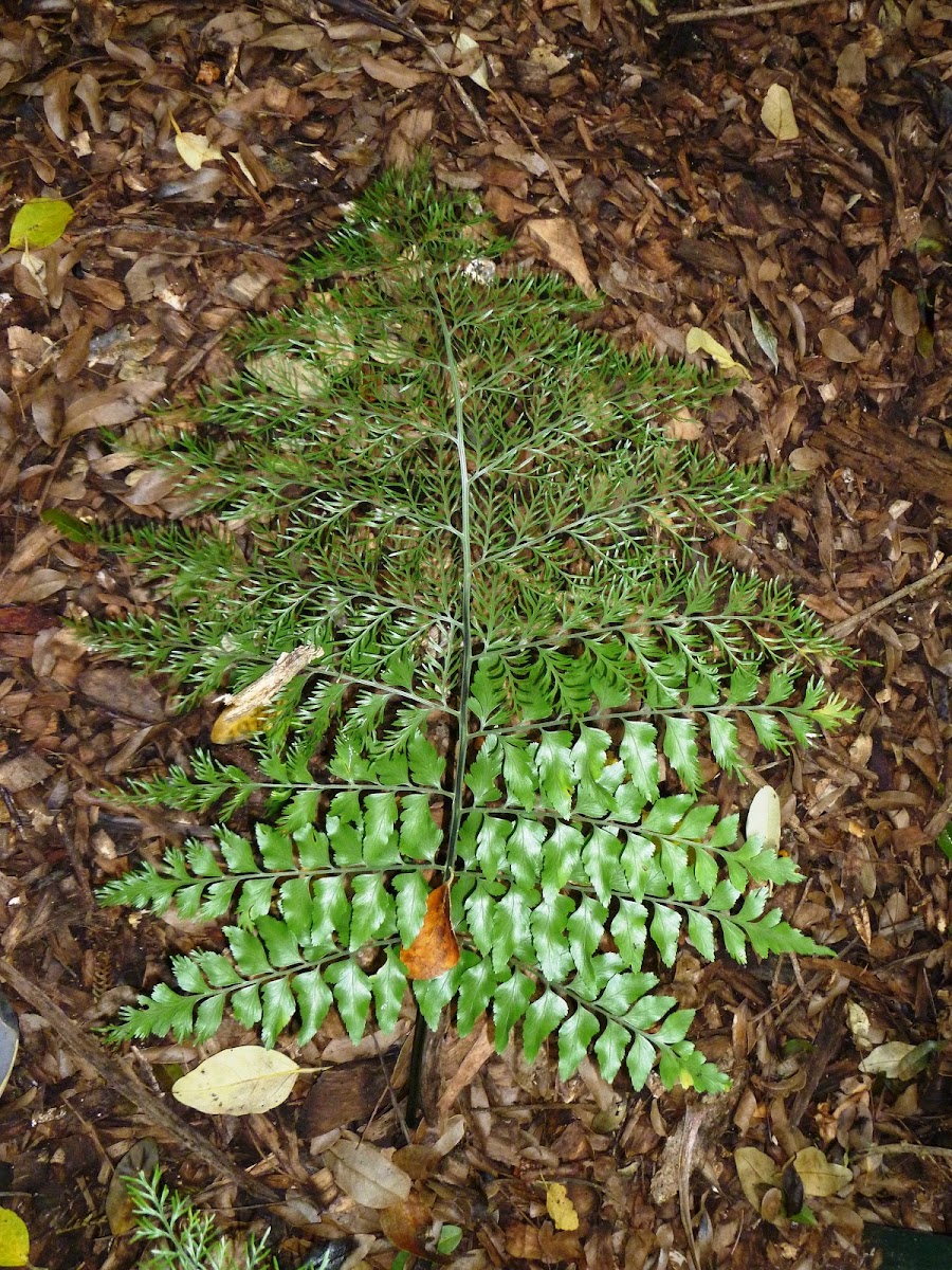 Norfolk Island Spleenwort