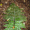 Norfolk Island Spleenwort