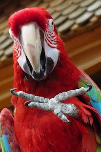 Download Parrot HD Wallpaper APK for Android