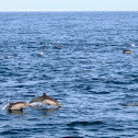 Pacific White Sided Dolphins