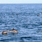 Pacific White Sided Dolphins