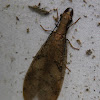 Female Dobsonfly