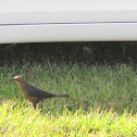 Great Tailed Grackle