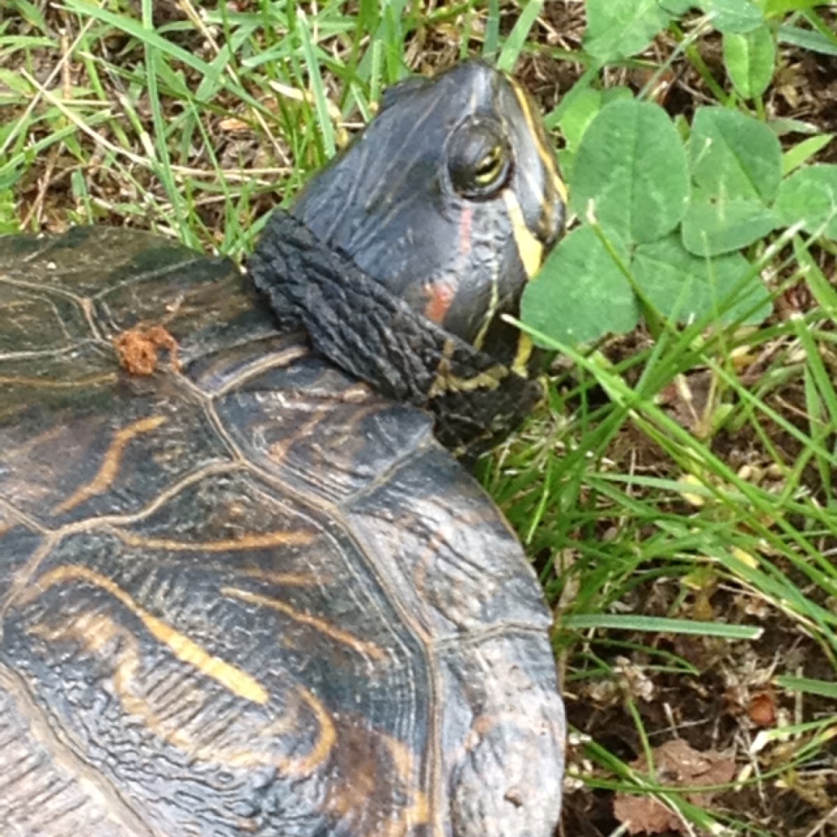 Red-eared Slider | Project Noah