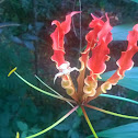 Flame Lily / Glory Lily / Tiger Claw / Fire Lily
