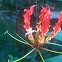 Flame Lily / Glory Lily / Tiger Claw / Fire Lily