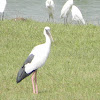 Asian Open billed Stork