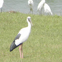 Asian Open billed Stork