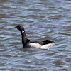 Brant (Atlantic)