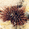 Rock-boring Sea Urchin