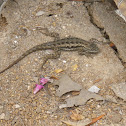 Western Fence Lizard