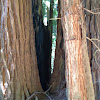 Redwood