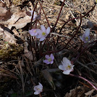 Hepatica - Sharp lobed, pink flowers(spring)