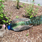 Peacock/peafowl
