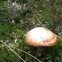 Boletus