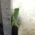 Showy Grasshopper