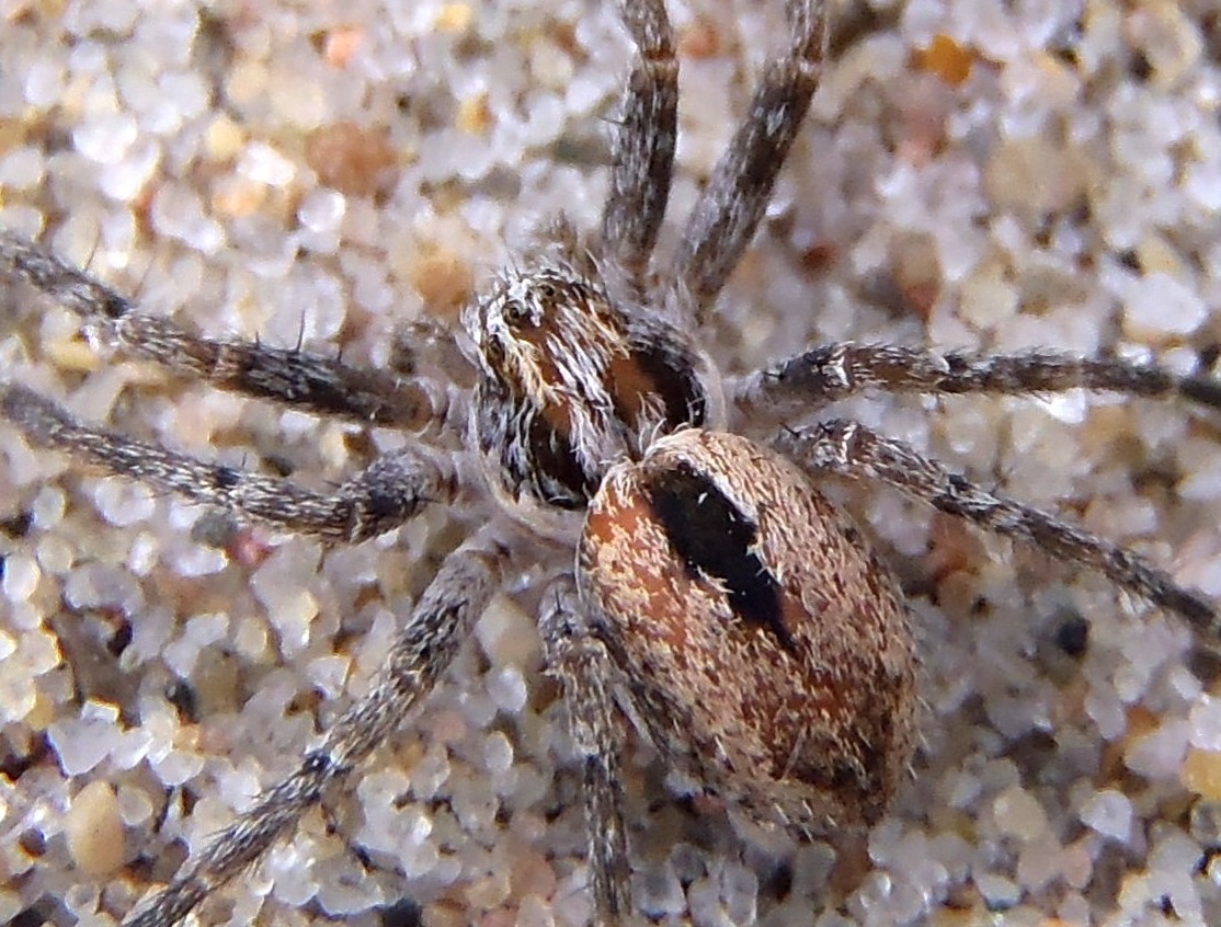 Araña, spider