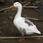 Domestic Goose