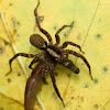 Wolf spider