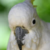 Sulphur- Crested Cockatoo