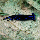 Blue velvet headshield slug