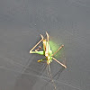 speckled bush-cricket