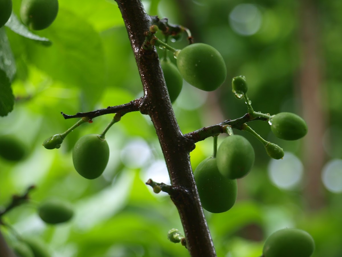 GreenGage European Plum