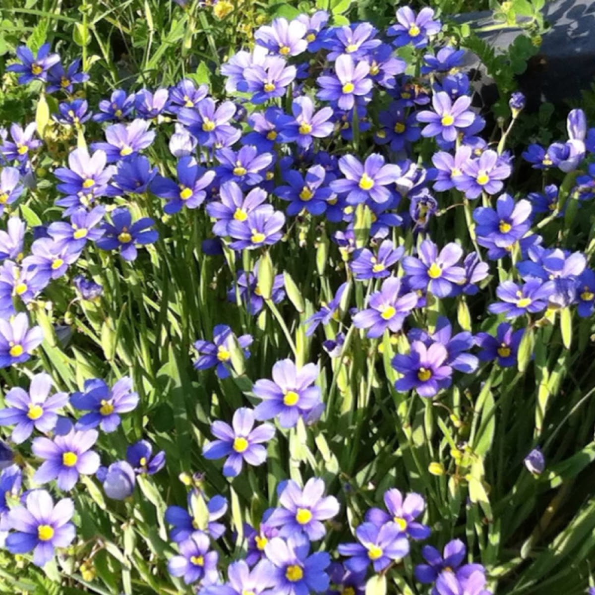 Blue-eyed grass