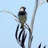 House Sparrow