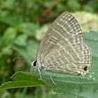 Common Cerulean (WSF)