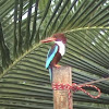 White-throated Kingfisher