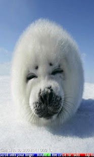 Wild Animals of the Arctic Screenshots 3