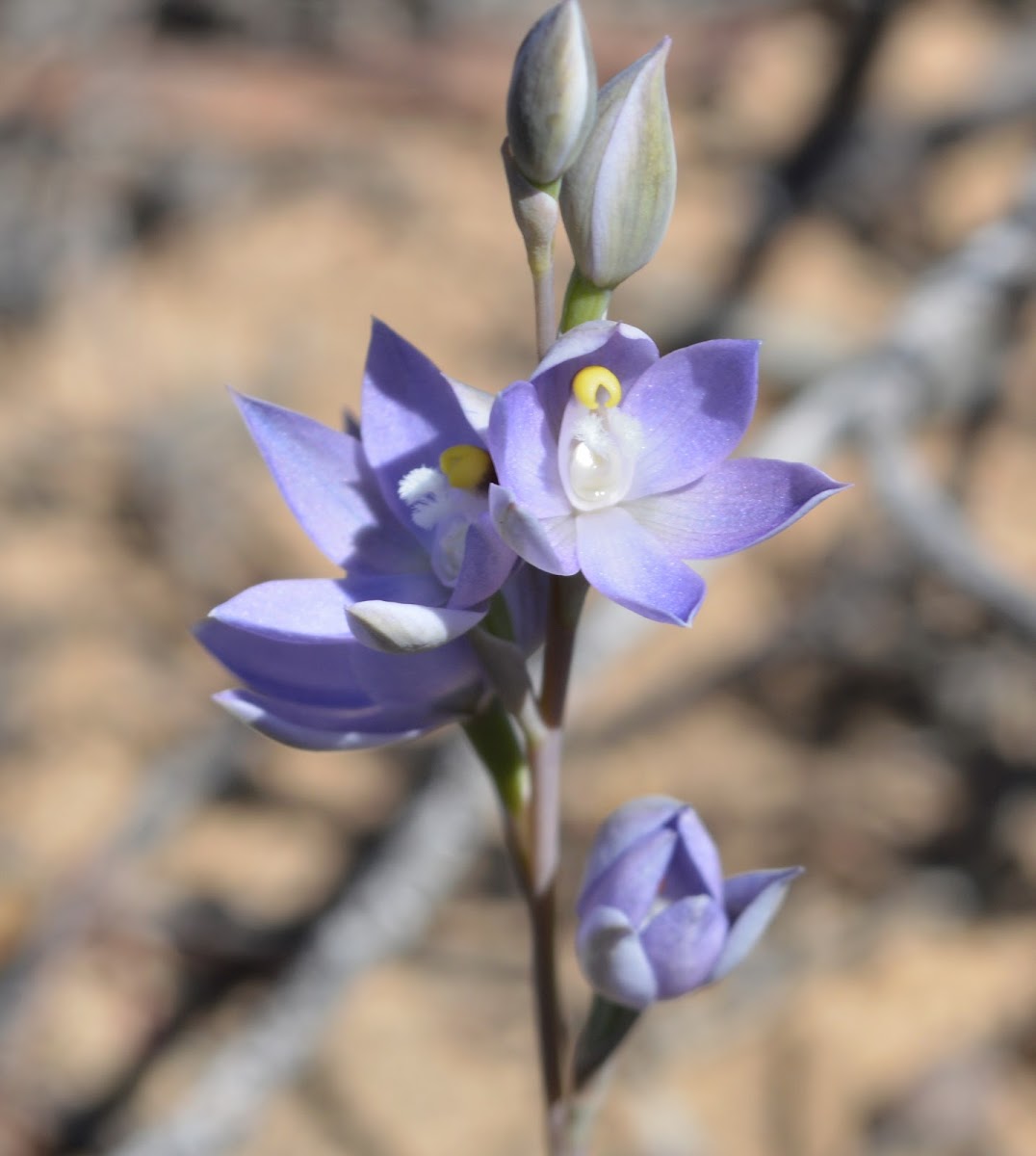 Scented sun orchid