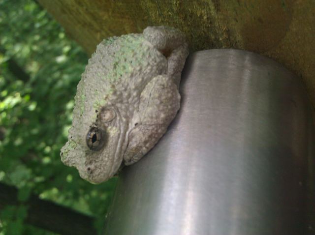 Grey Treefrog